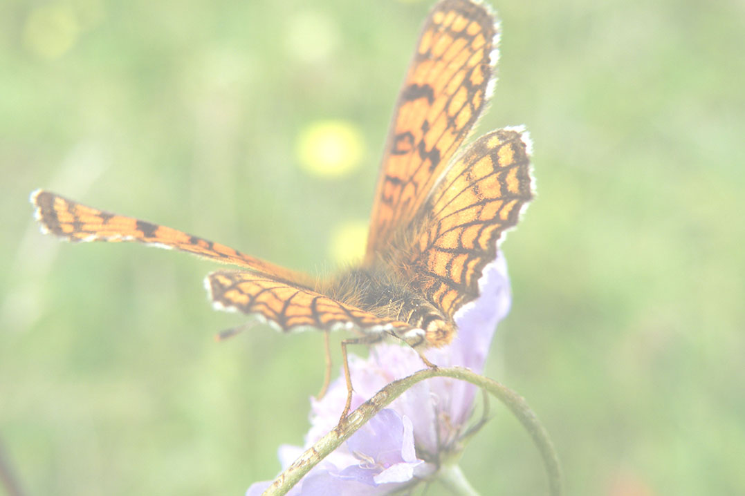 Fairepart décès ou remerciement Carte papillon T
